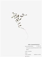 藏品(細虆子草)的圖片